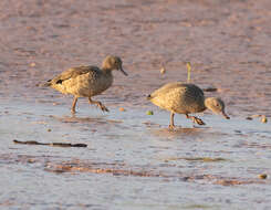 Image of Bernier's Teal