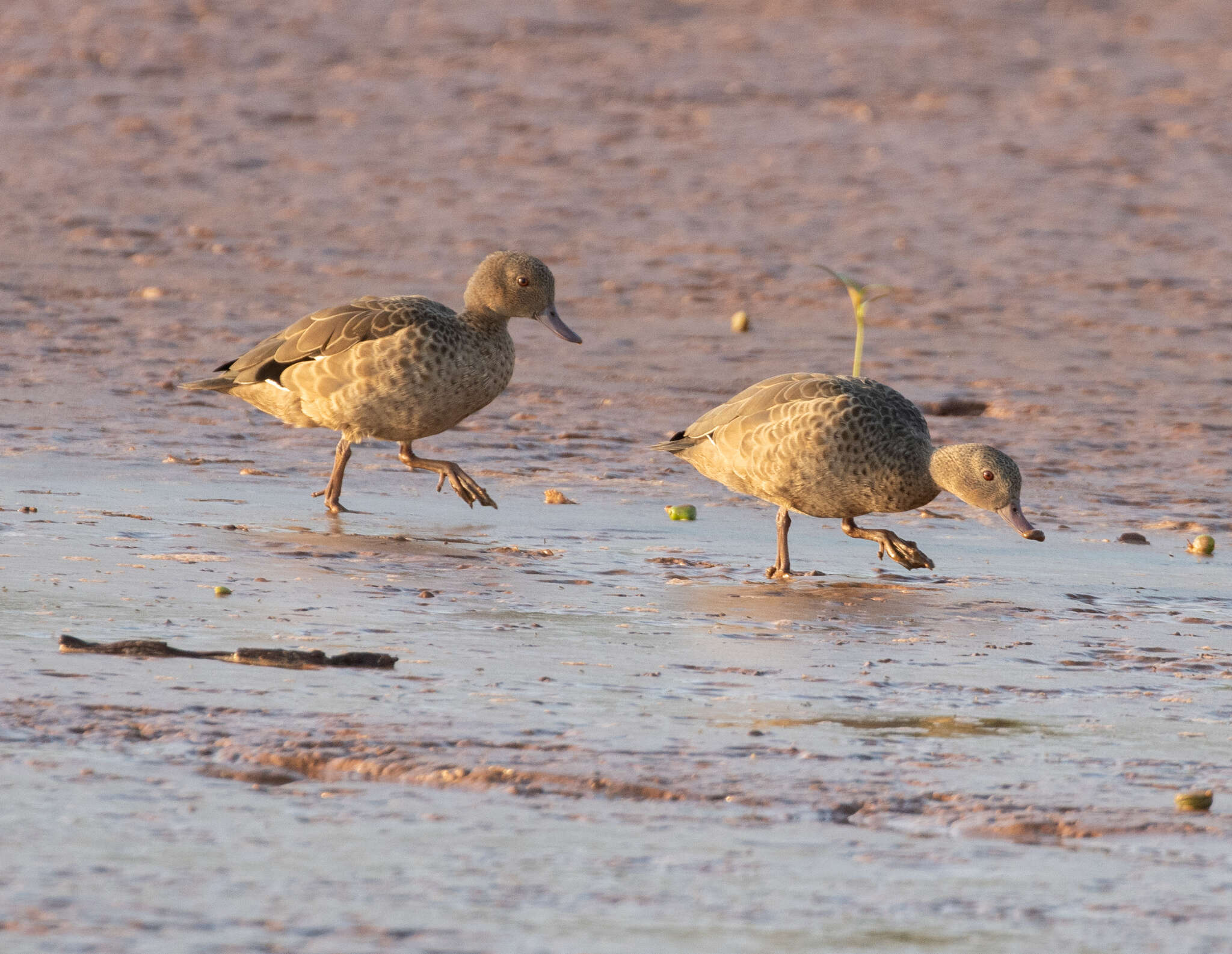 Image of Bernier's Teal