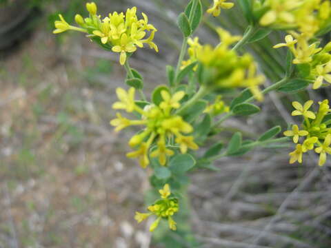 Image of Pimelea curviflora R. Br.