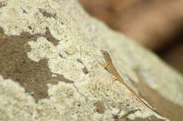 Image of Anguilla Bank Bush Anole