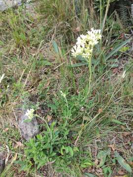 Image of Galianthe centranthoides (Cham. & Schltdl.) E. L. Cabral