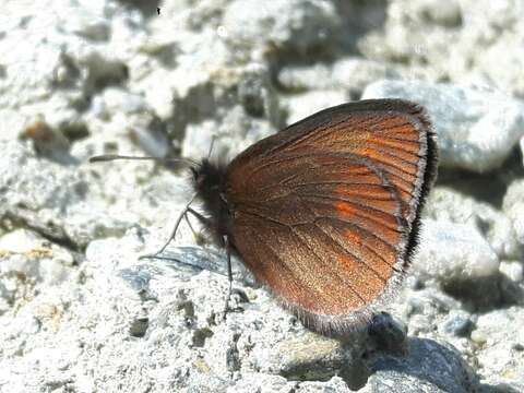 Image of Lesser Mountain Ringlet