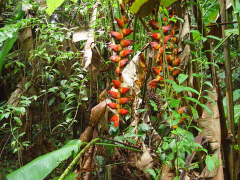 Image of Heliconia pogonantha Cufod.