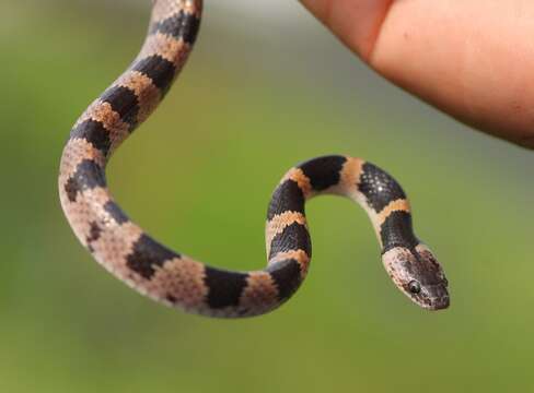 Image of Oriental Odd-tooth Snake