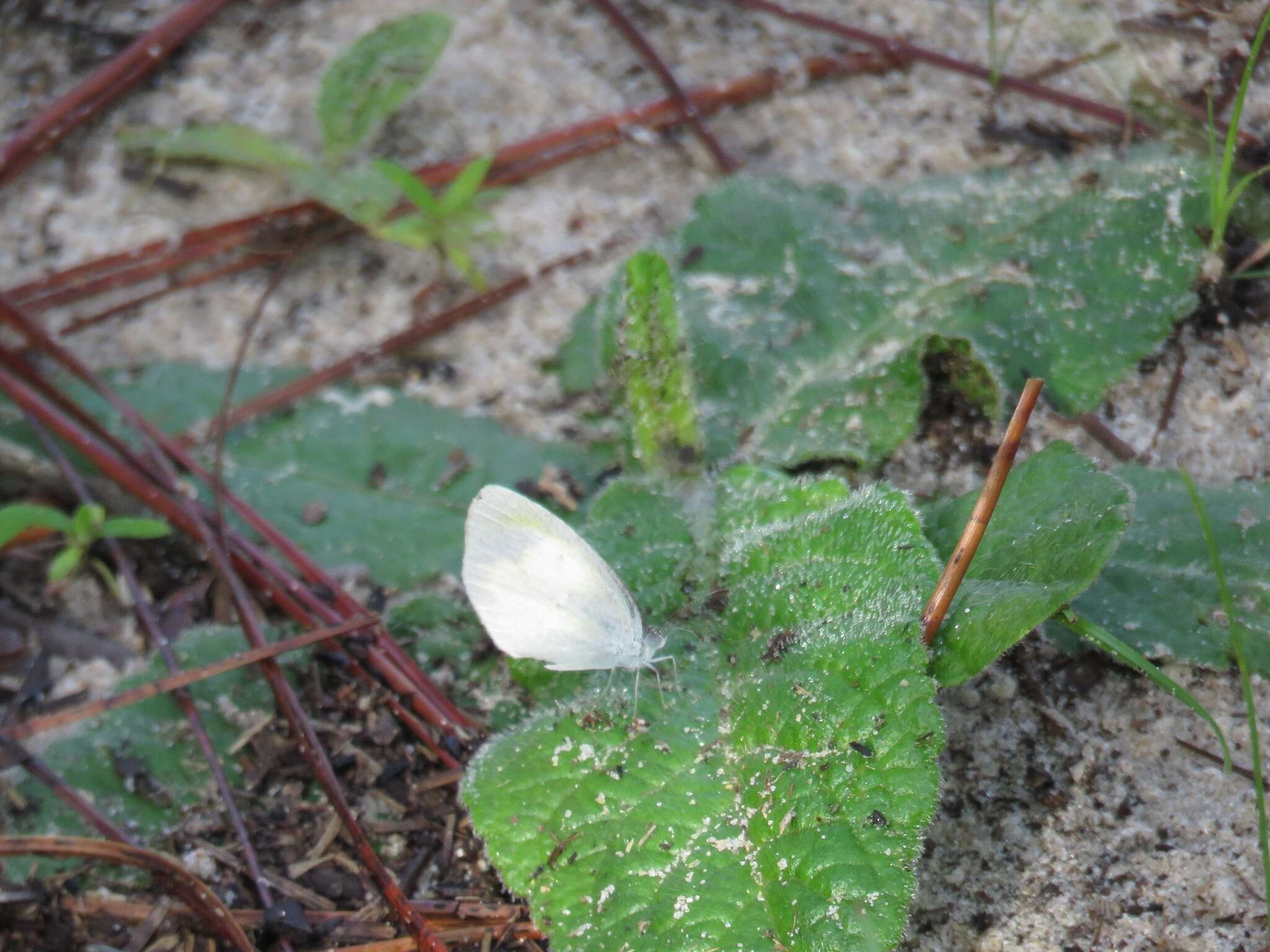 Image of Barred Yellow