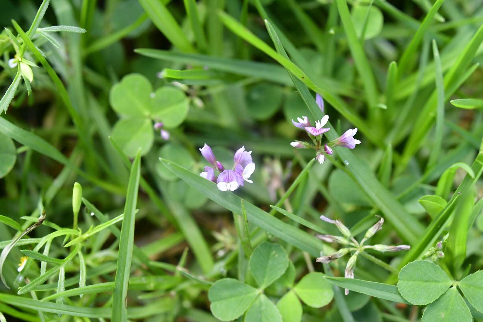 Image of Aztec Clover