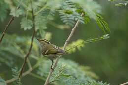 Image of Lemon-rumped Warbler