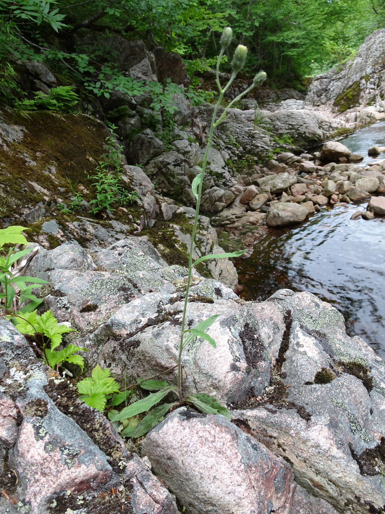 Image of Robinson's hawkweed