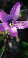 صورة Geissorhiza ixioides Schltr. ex R. C. Foster