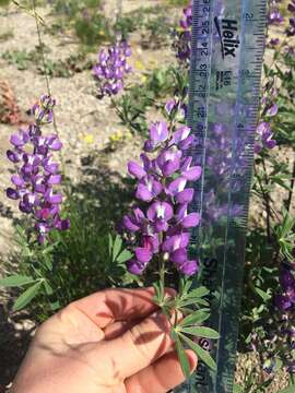 Image of subalpine lupine