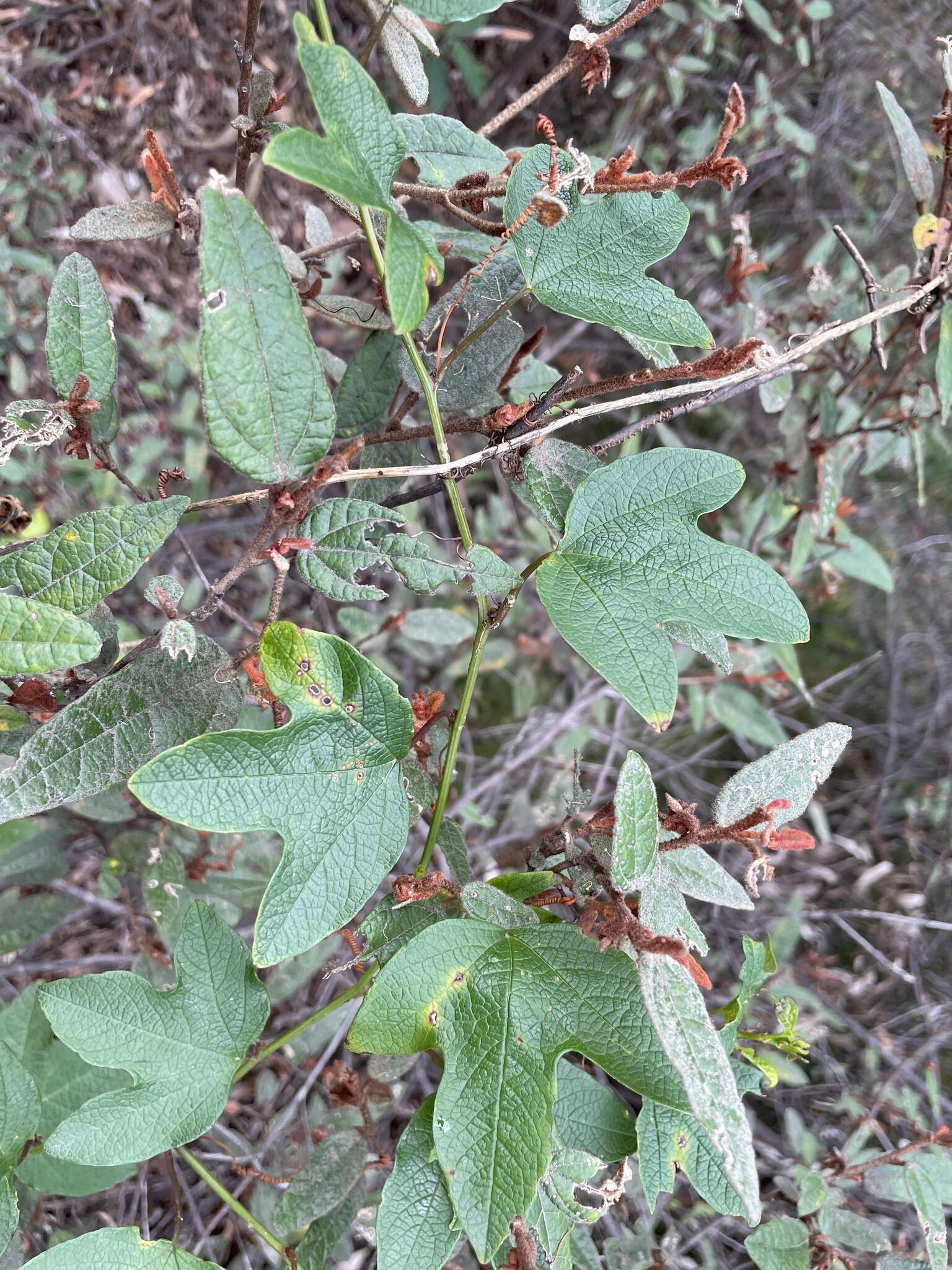 Passiflora cinnabarina Lindl.的圖片