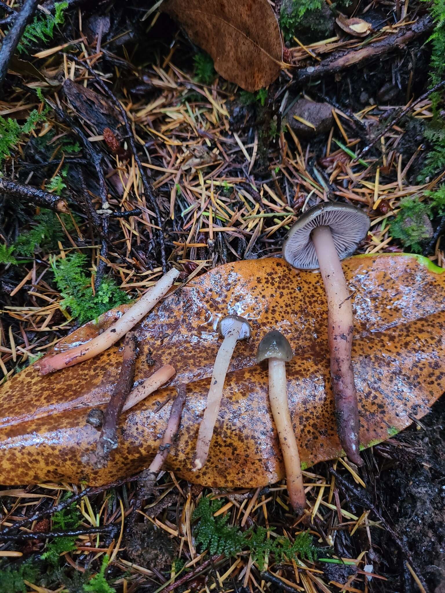 Image of Phaeocollybia fallax A. H. Sm. 1957