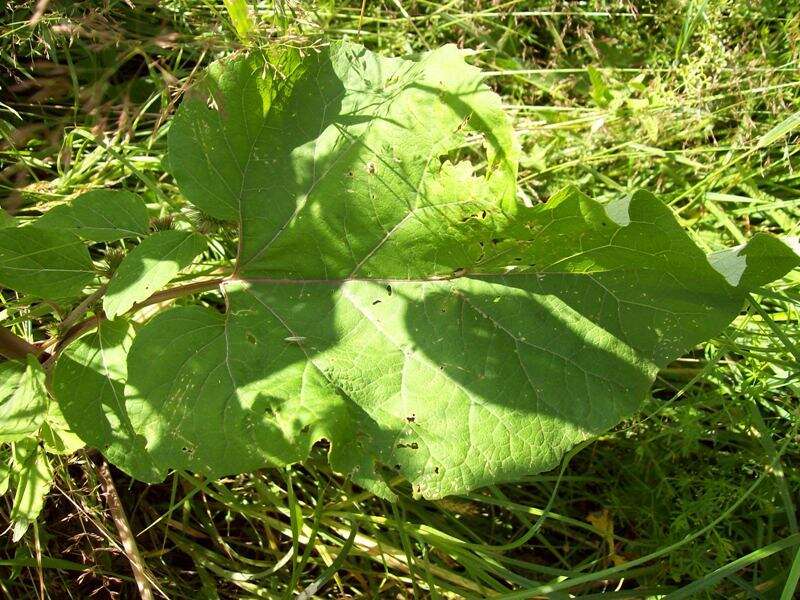 Image of Arctium nemorosum Lej.