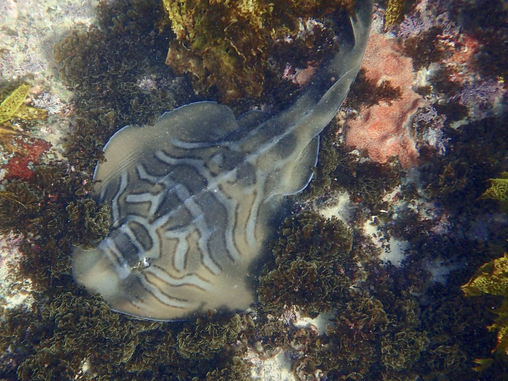 Image of Trygonorrhina