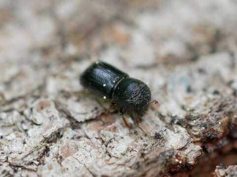 Image of Bark beetle