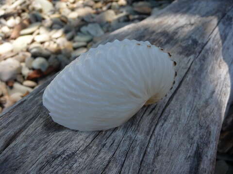 Image of rough-keeled argonaut