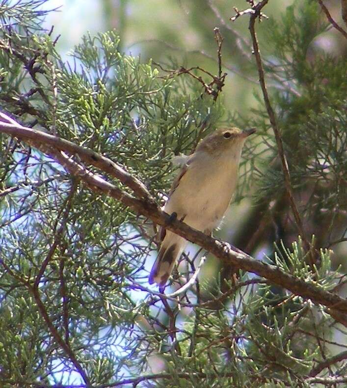 Слика од Gerygone fusca (Gould 1838)