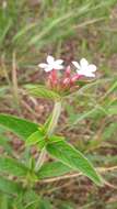 Image of Sipanea hispida Benth. ex Wernham