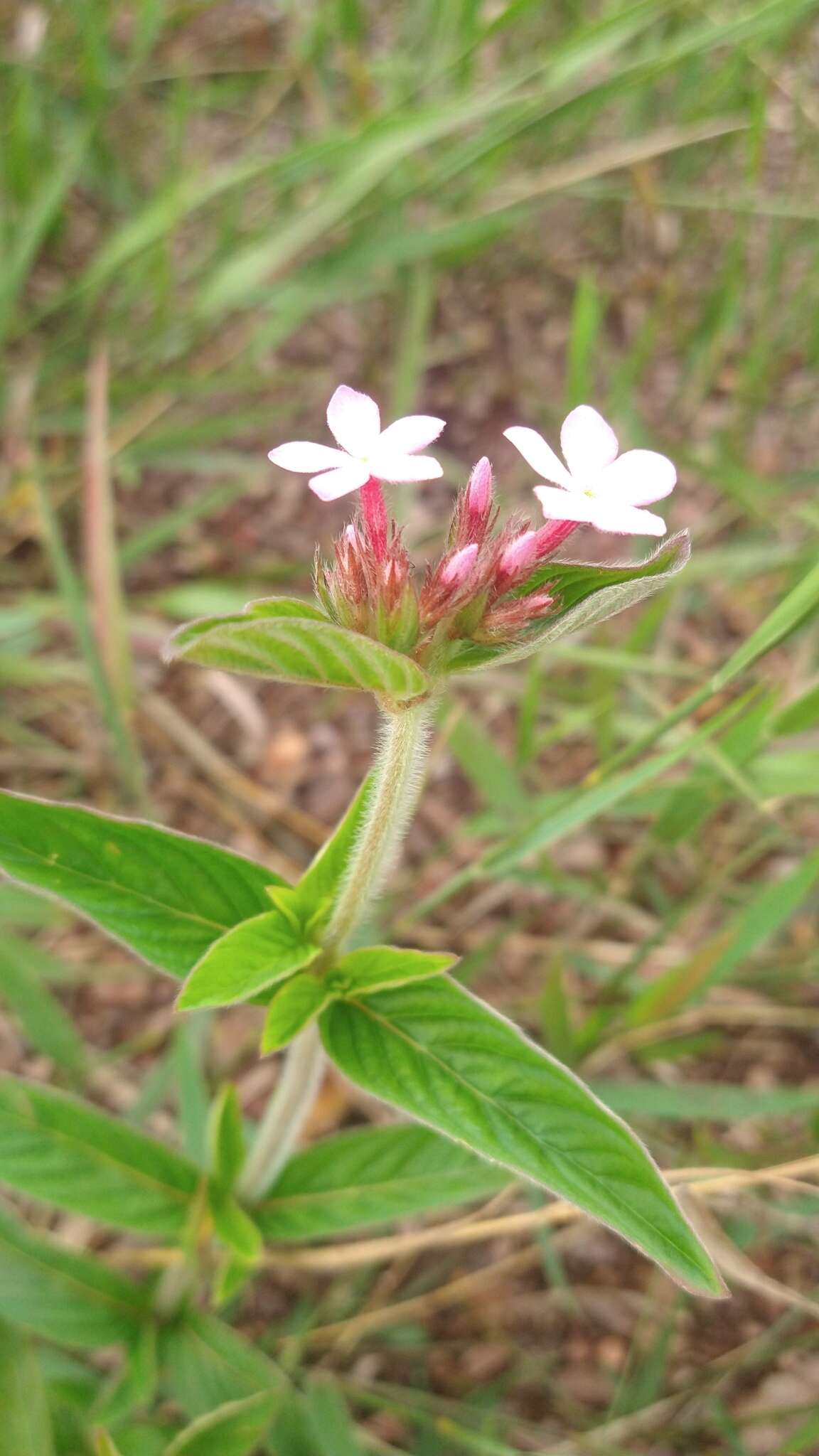 Image de Sipanea hispida Benth. ex Wernham