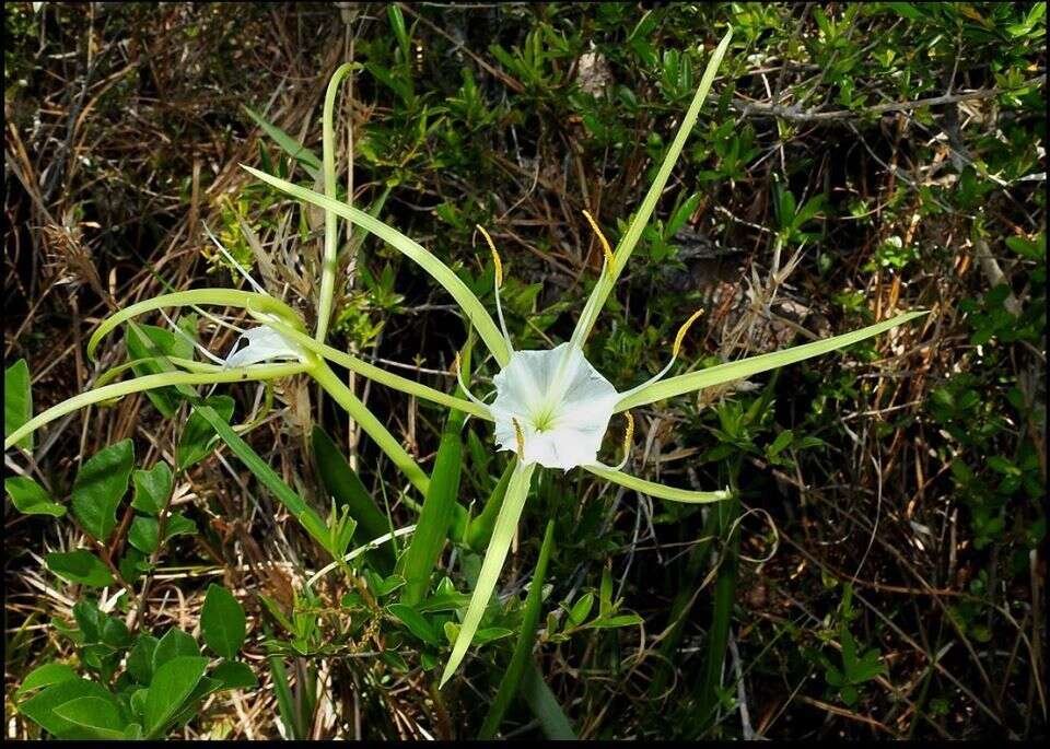 Image of Green Spiderlily