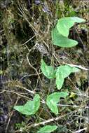 Image of Passiflora colinvauxii Wiggins