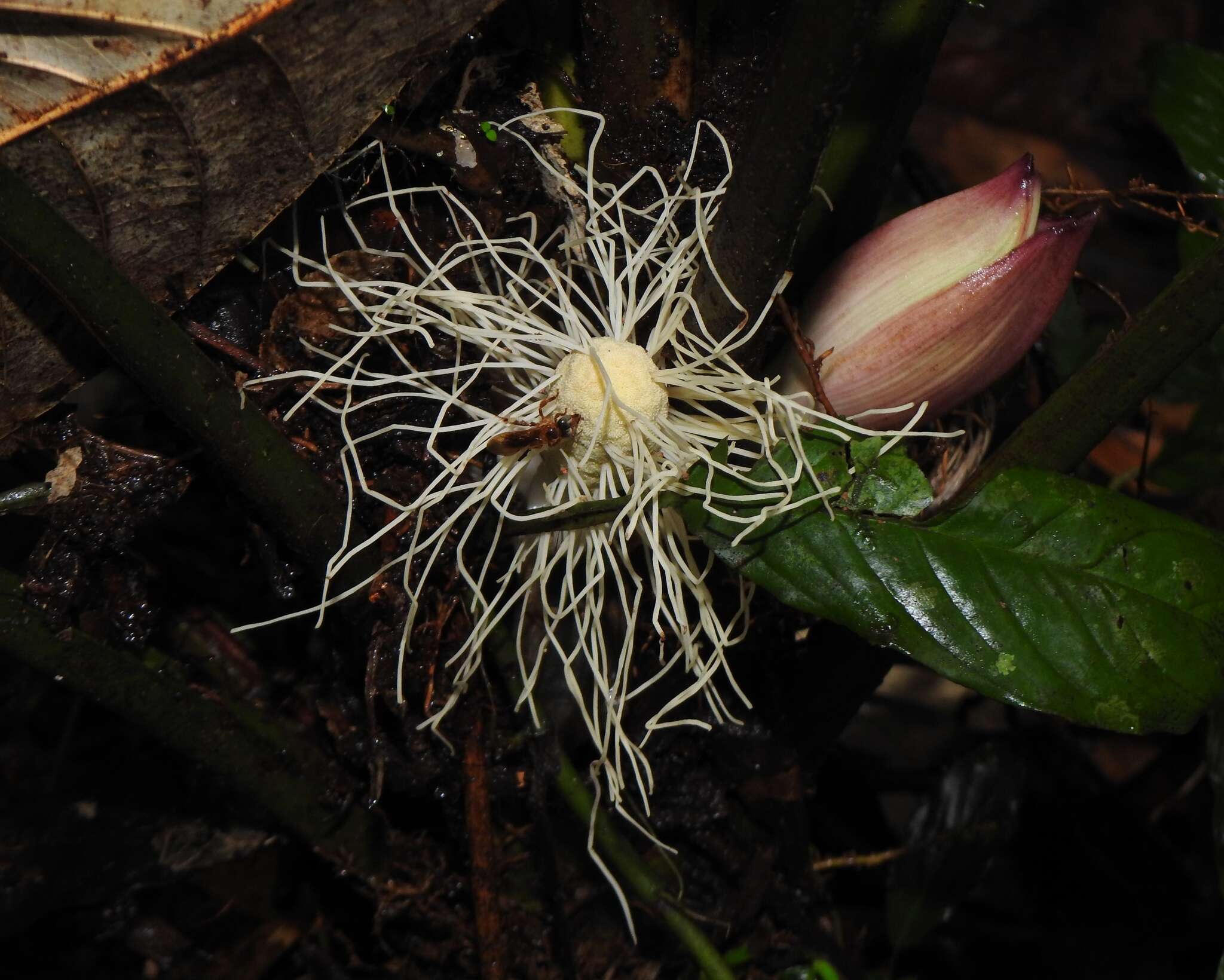 Image of Asplundia brachyphylla Harling