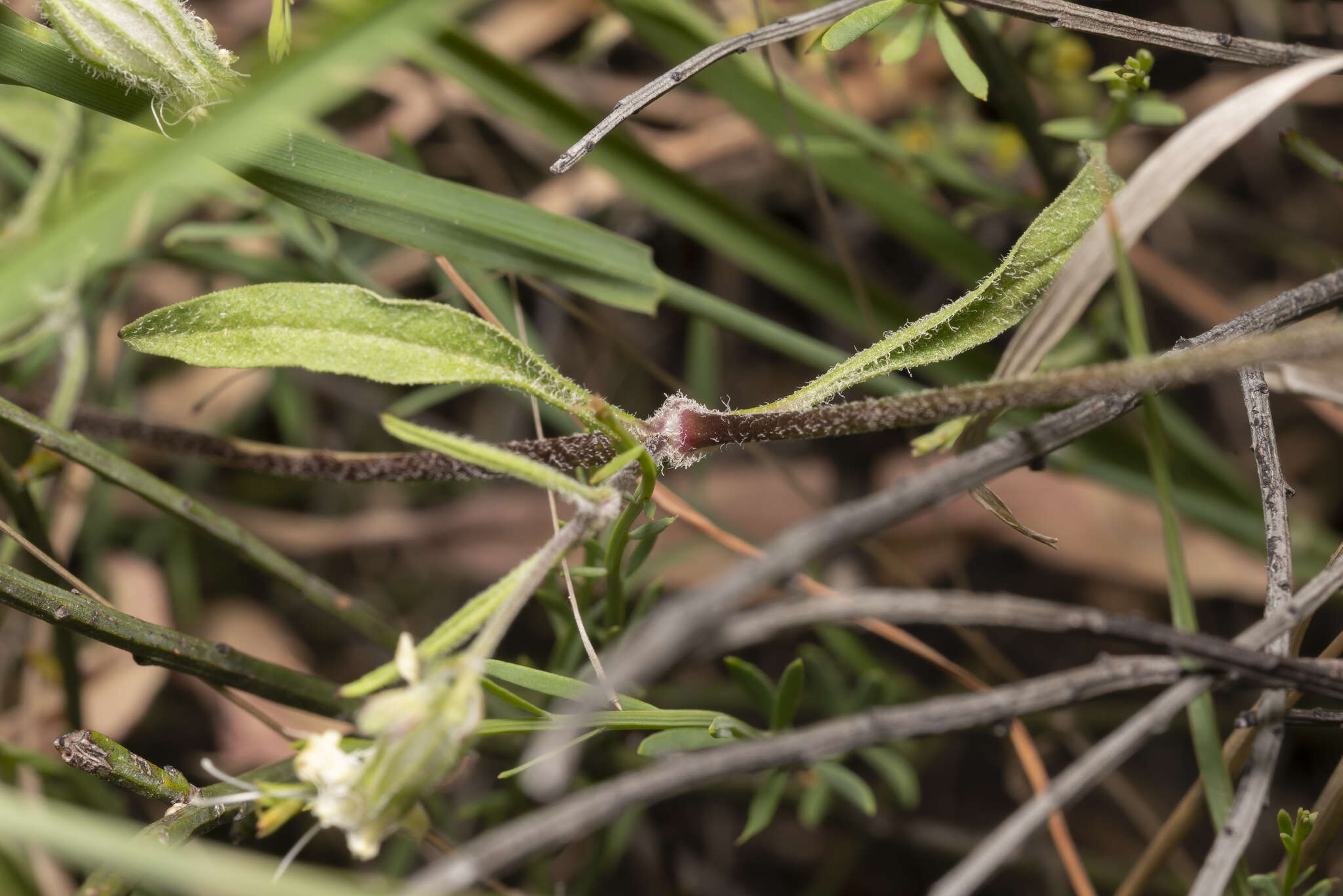 Слика од Silene dichotoma Ehrh.