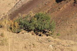 Image of Pallas’s Pika