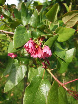 Imagem de Vallea stipularis Mutis ex L. fil.