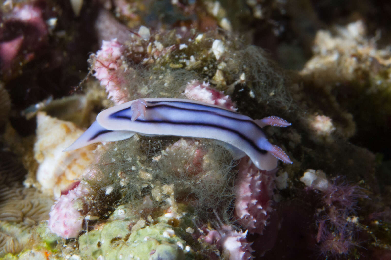 Image de Chromodoris lochi Rudman 1982