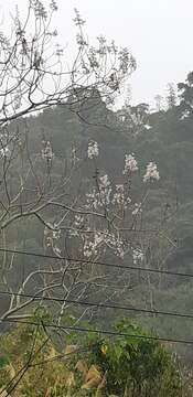 Image of Paulownia fortunei (Seem.) Hemsl.