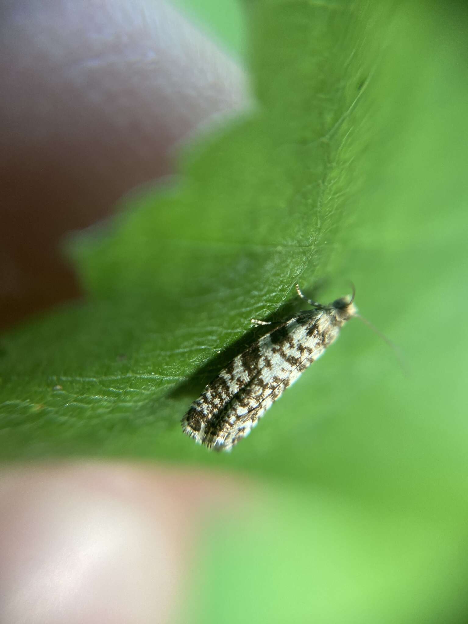 Image of Common Spruce Bell