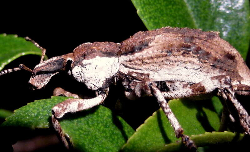 Image of Ngaio weevil