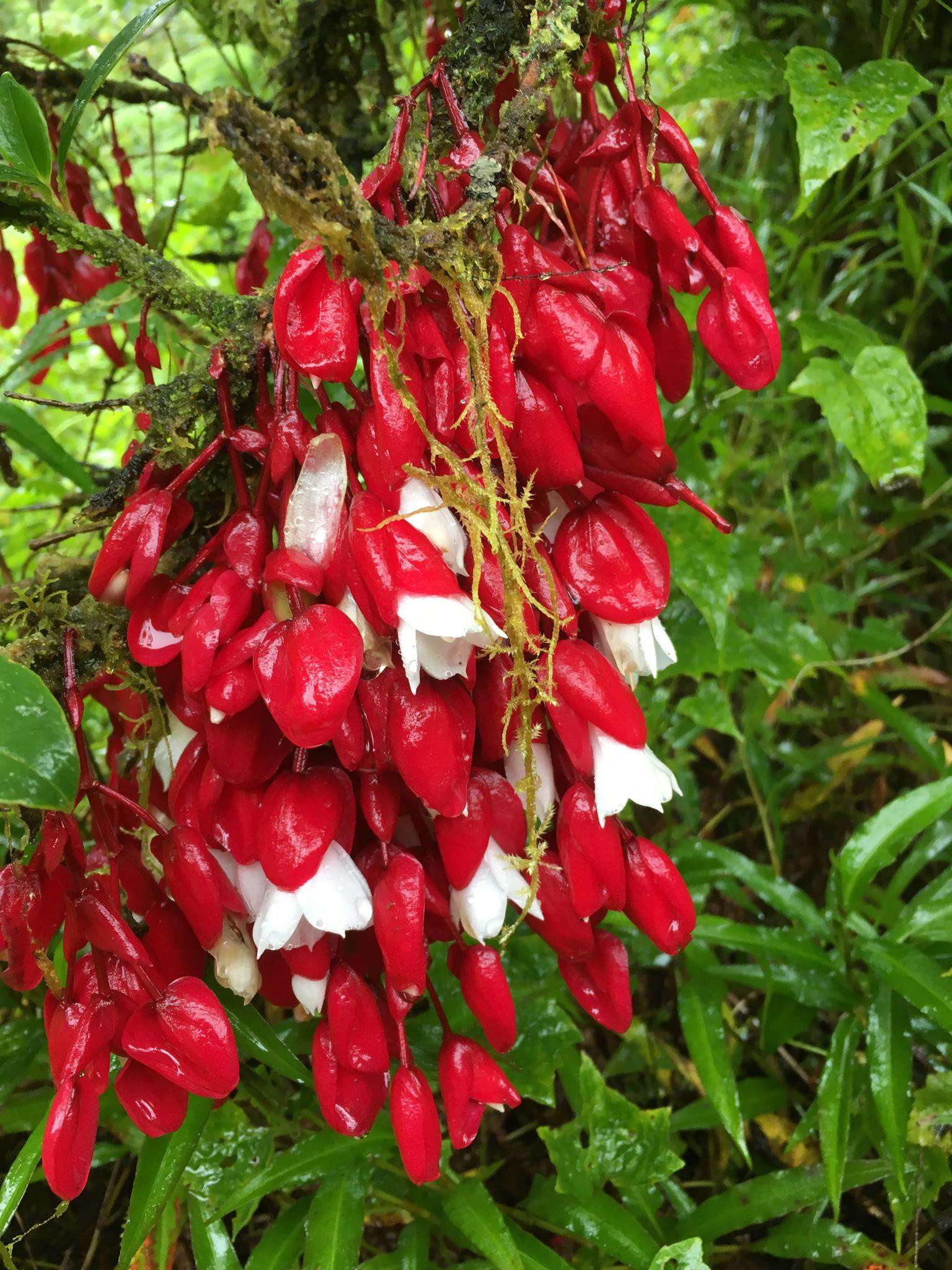 Image of Medinilla waterhousei Seem.