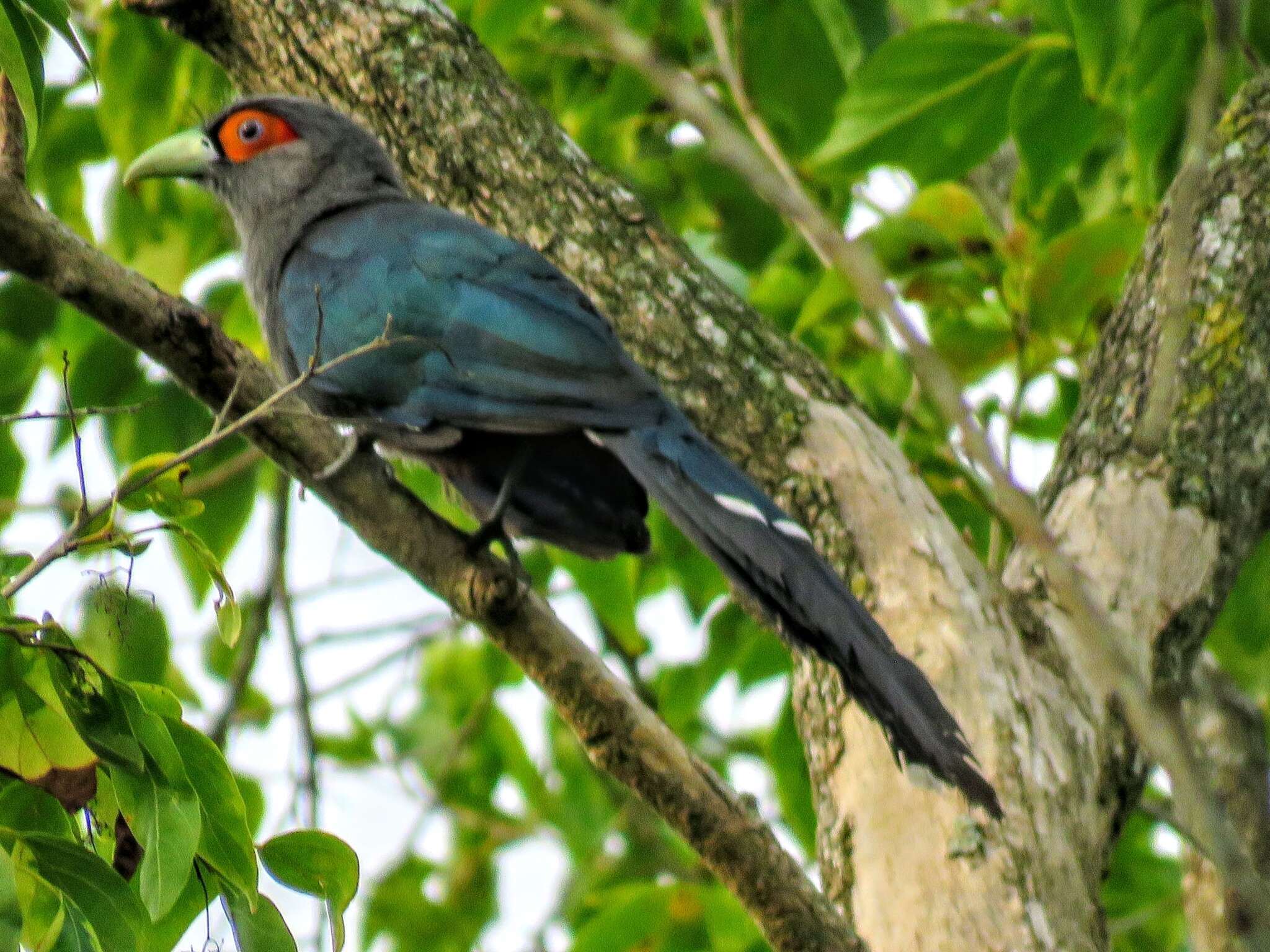 Image of Chestnut-bellied Malkoha