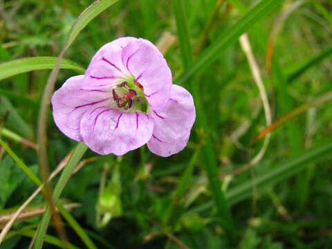 Image of Geranium hayatanum Ohwi