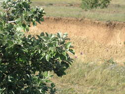 Pyrus elaeagrifolia Pall. resmi