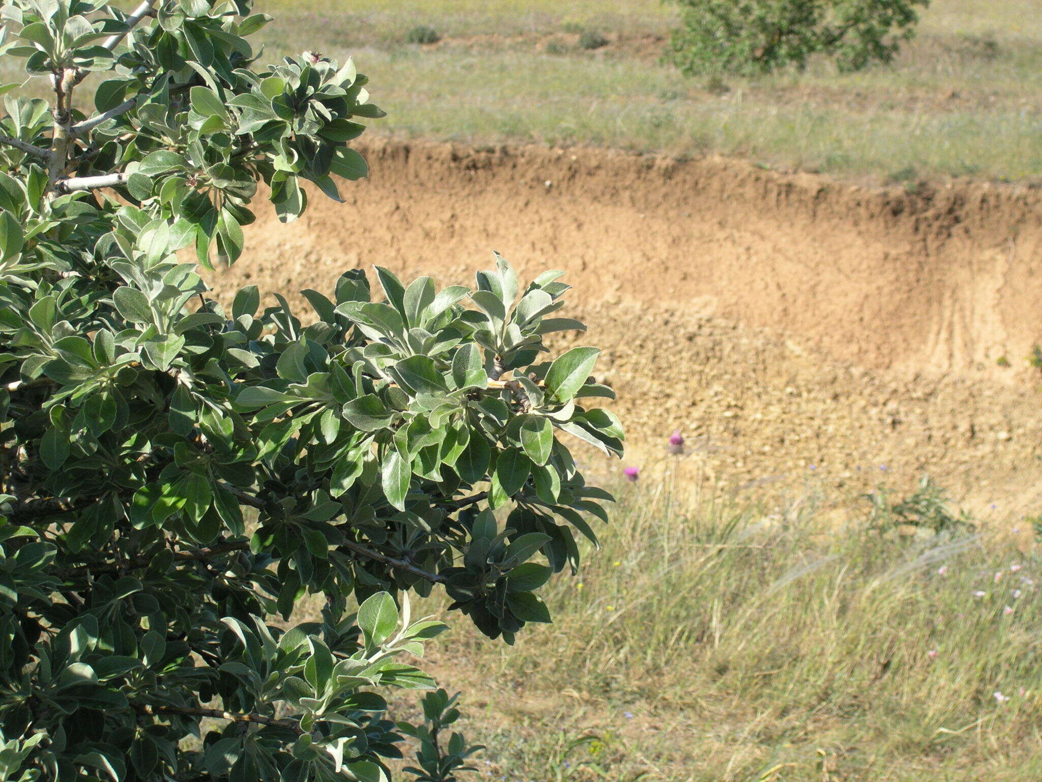 Pyrus elaeagrifolia Pall. resmi