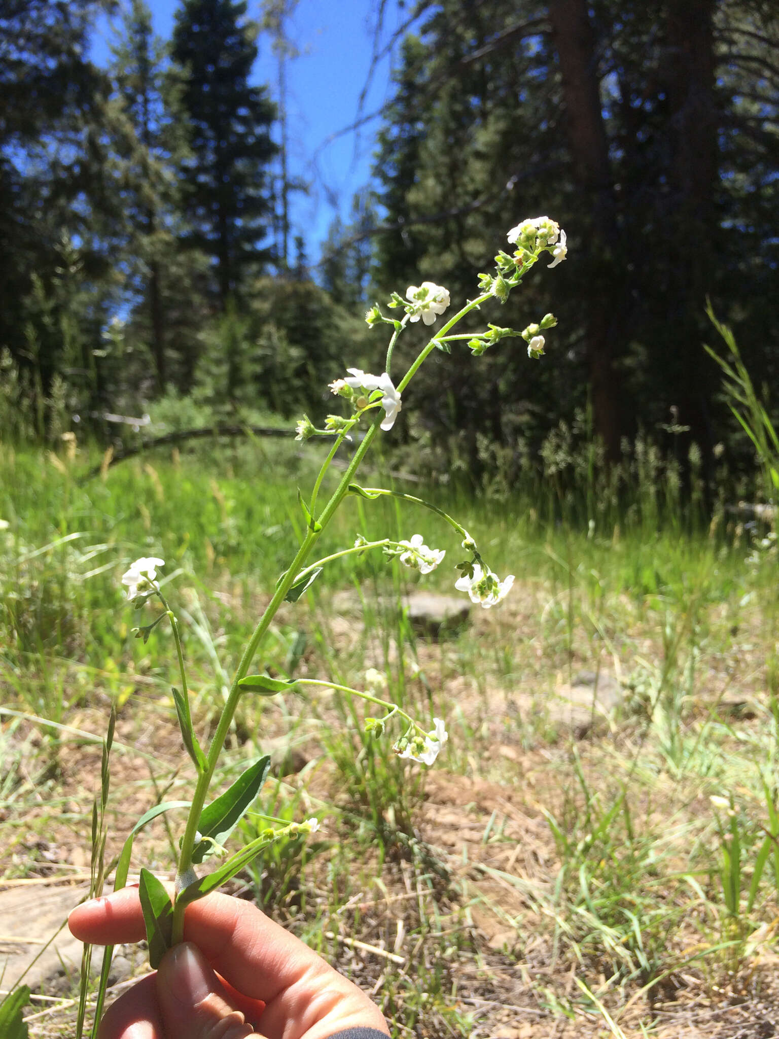 Hackelia californica (A. Gray) I. M. Johnst. resmi