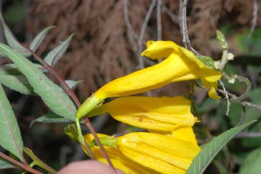 Image of Yellow bells