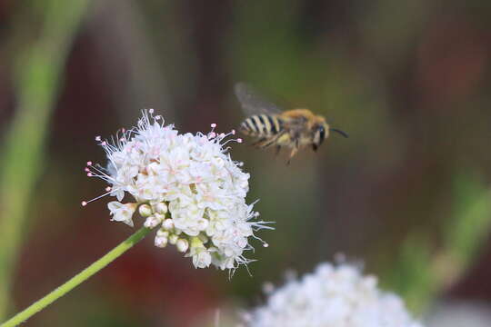 Image of Colletes slevini Cockerell 1925