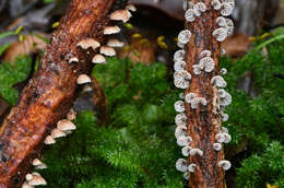 Image de Gymnopus imbricatus J. A. Cooper & P. Leonard 2013