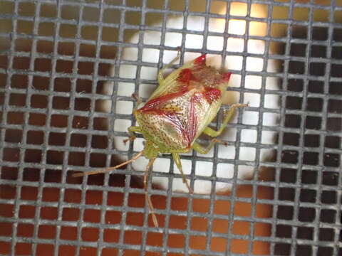 Image of Red-Cross Shield Bug