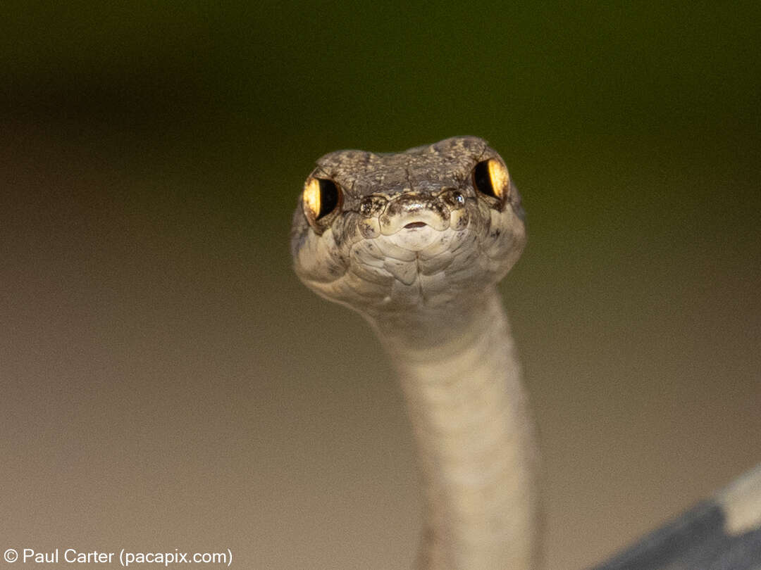 Image of Brown Whip Snake