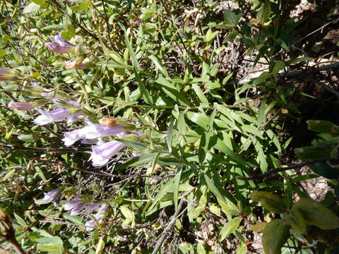 Image of Penstemon lyalli (A. Gray) A. Gray