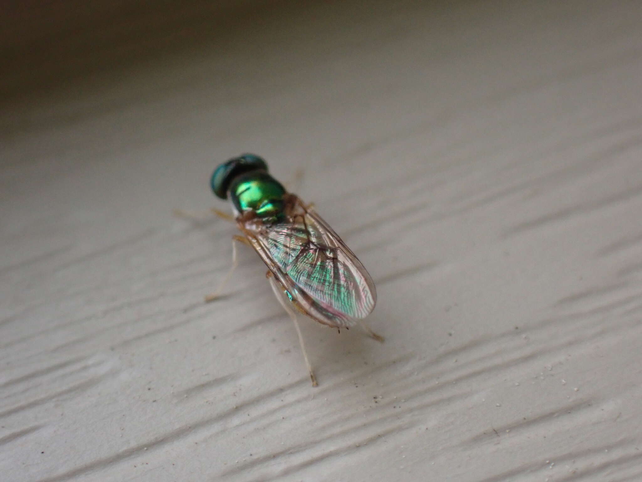 Image of Cephalochrysa canadensis (Curran 1927)