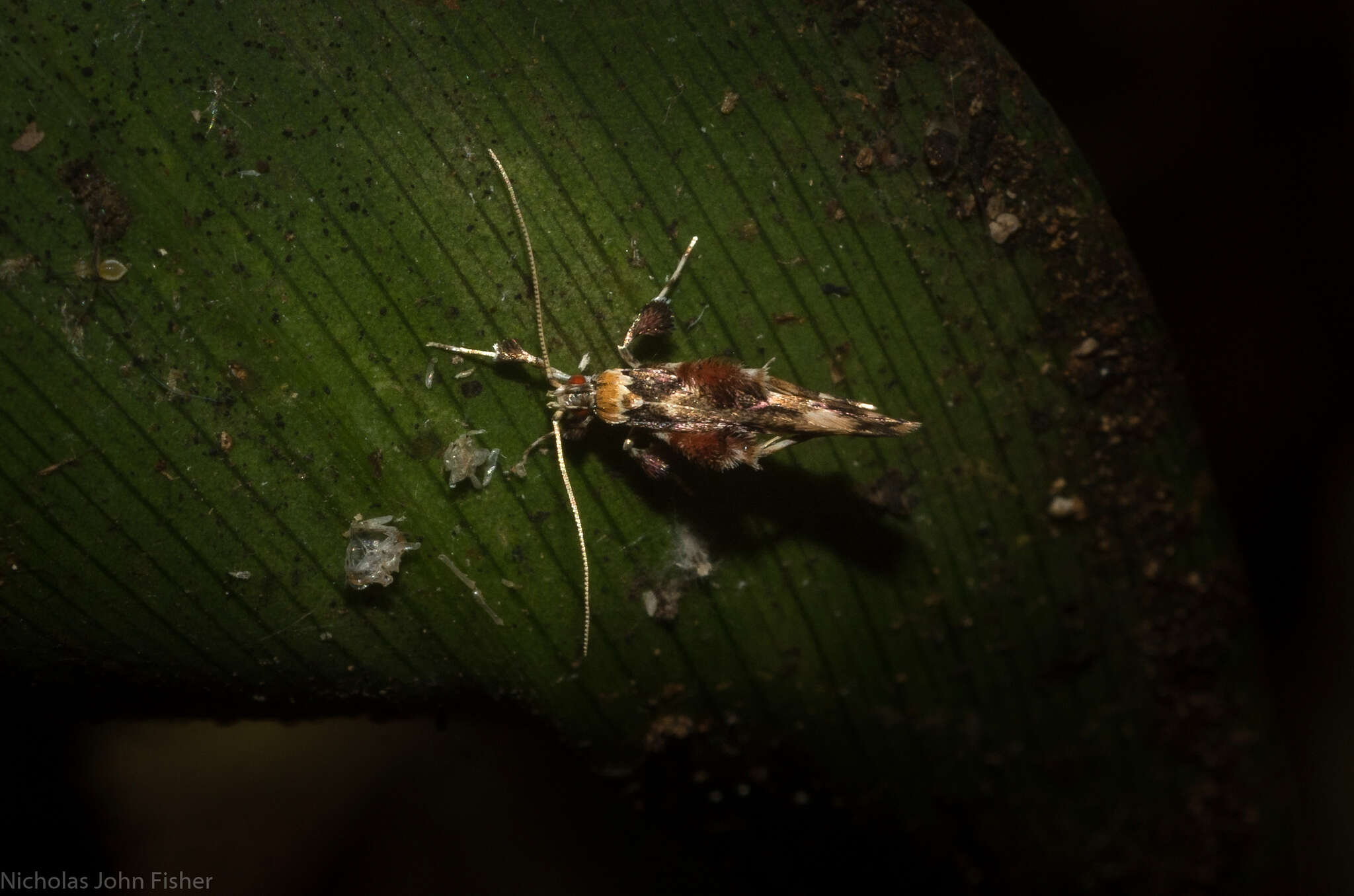 Image of Persicoptila oenosceles Turner 1917