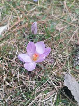 Image of Corsican crocus