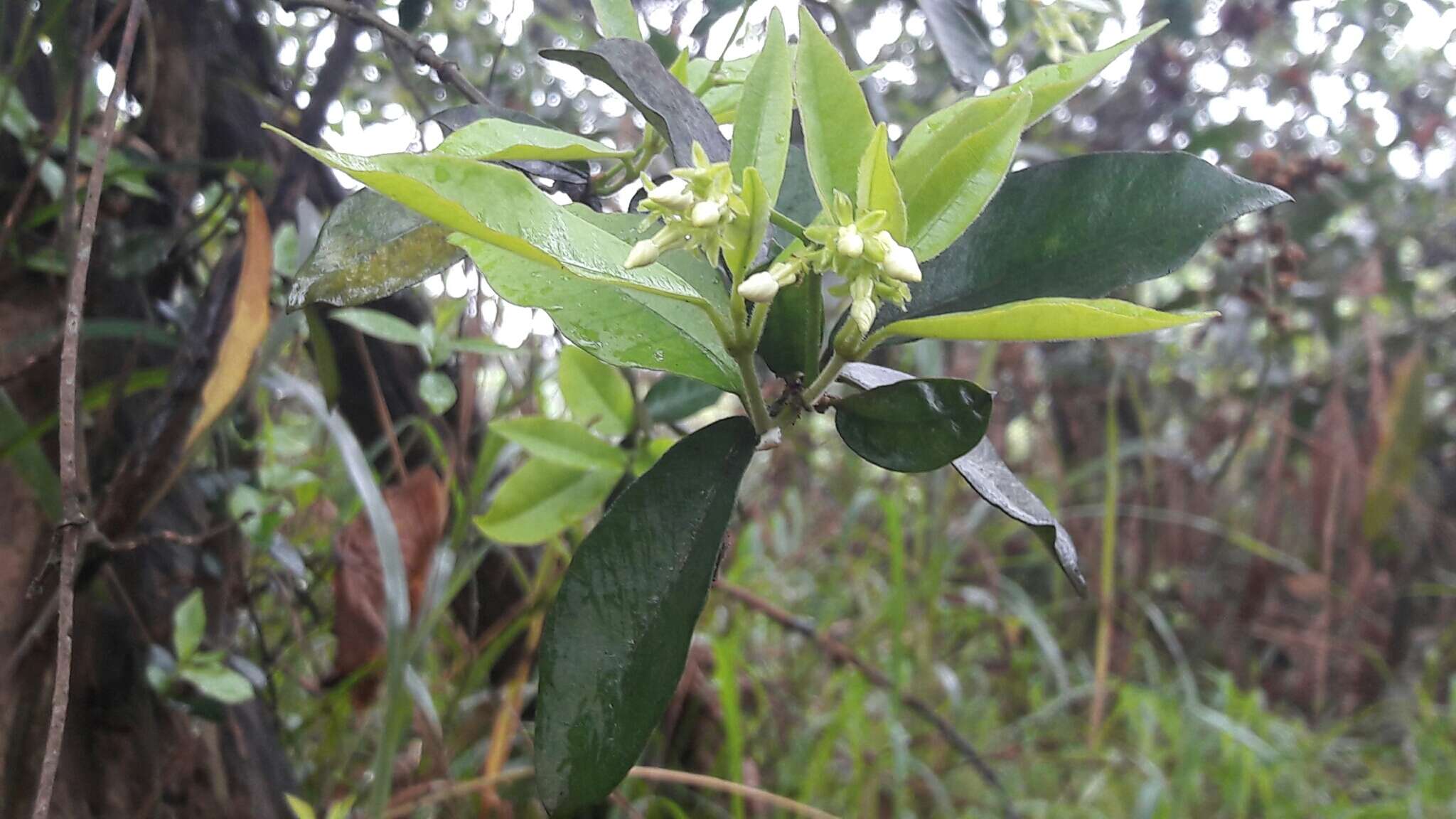 Plancia ëd Trachelospermum jasminoides (Lindl.) Lem.