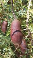 Image of Dupuya madagascariensis